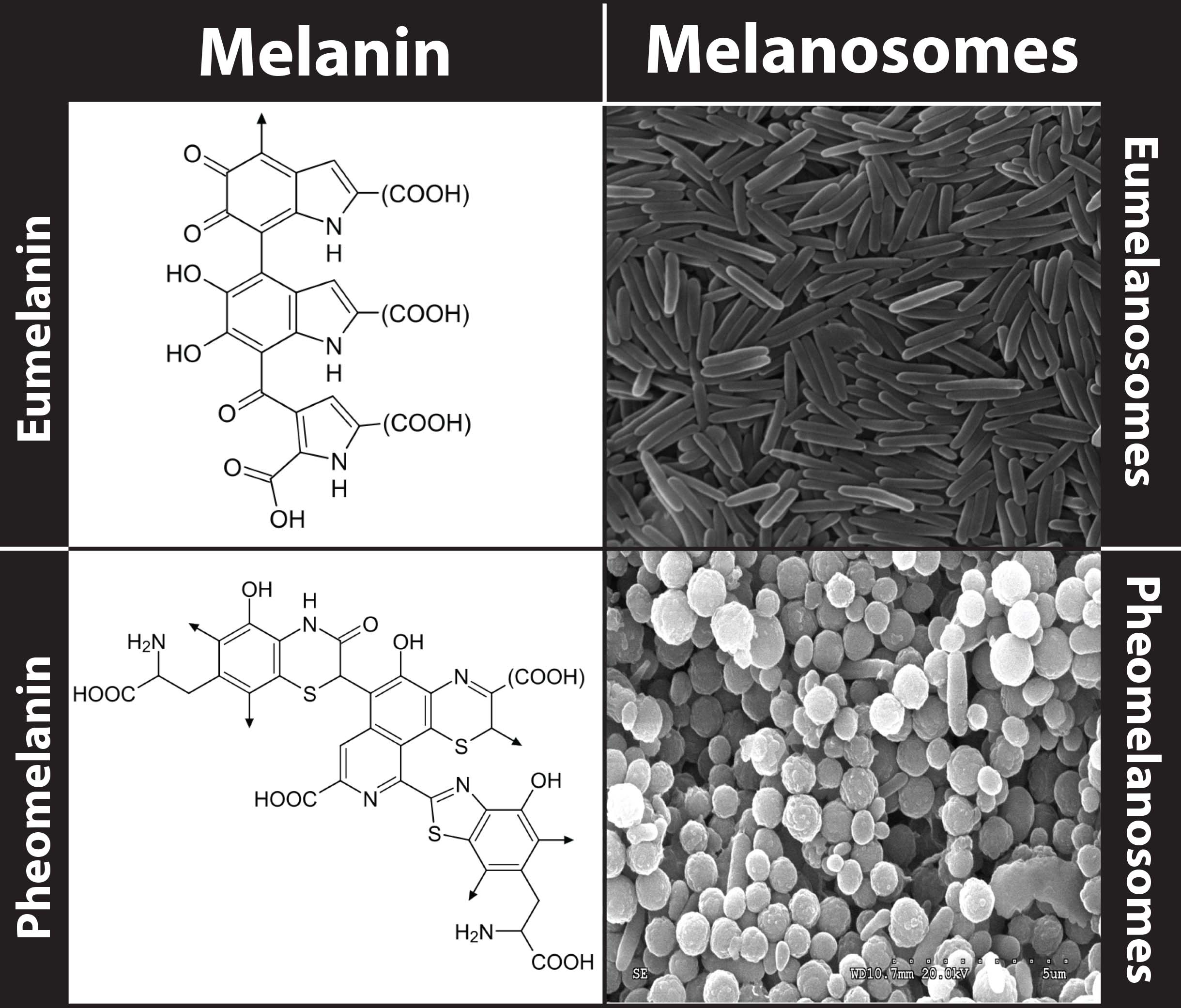 В каких продуктах меланин содержится в большом количестве