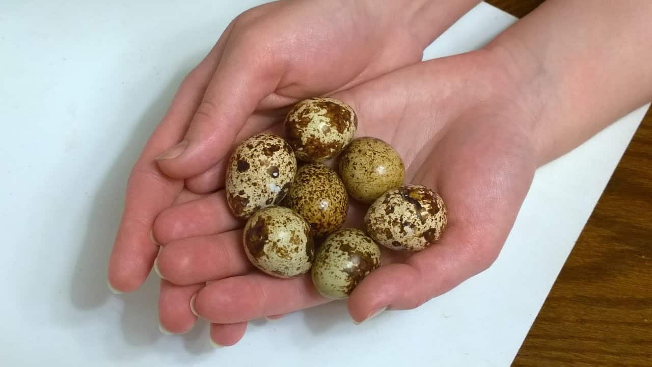 Перепелиные яйца - полезные и опасные свойства перепелиных яиц