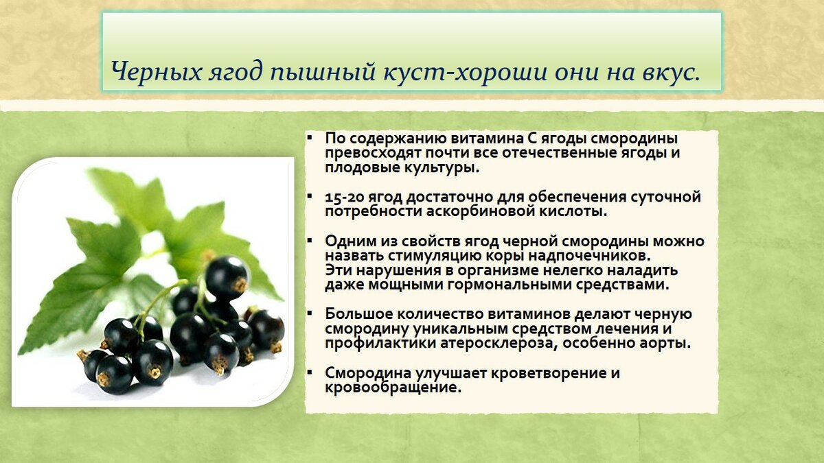 Черная смородина. витаминный состав, польза и вред черной смородины.