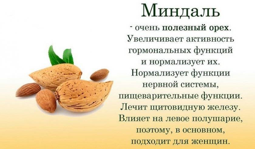 Мускатный орех — описание, полезные и вредные свойства, состав, калорийность, применение
