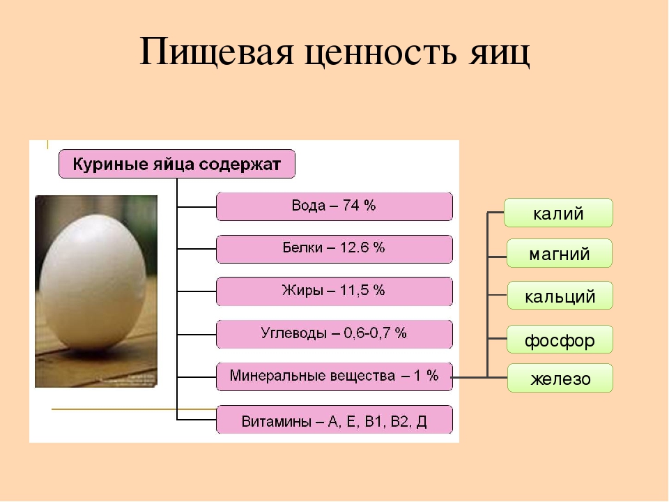 Яйцо страусиное: полная информация о нём