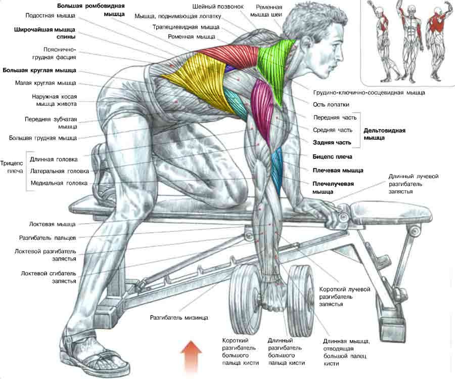 Становая тяга со штангой: техника выполнения и какие мышцы работают