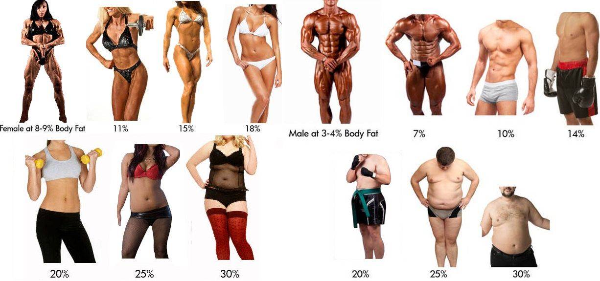 Процент жира в организме: как его узнать, определить, рассчитать, посчитать для женщин и у мужчин, норма, а также как уменьшить количество