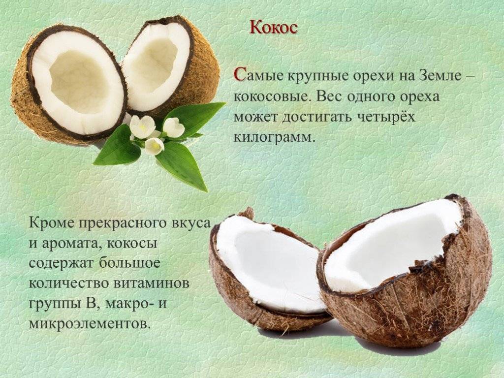 Чем полезна мякоть кокоса? полезные свойства и противопоказания