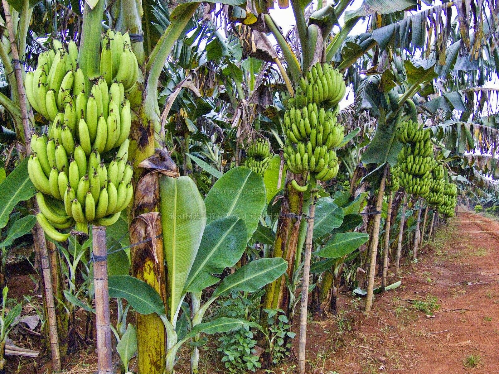 Банан - это фрукт или ягода? малоизвестные факты о бананах :: syl.ru