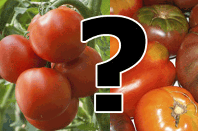 Как выбрать хорошие семена томатов для посадки