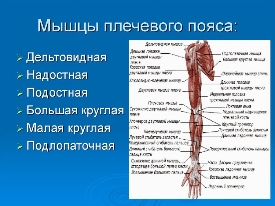 Схема прикрепления мышц плеча