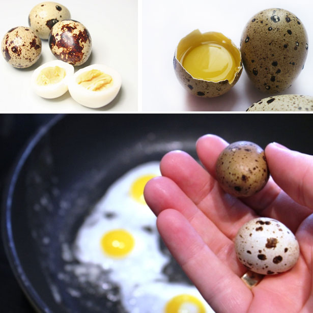 Перепелиные яйца: польза и вред для мужчин и женщин, как принимать