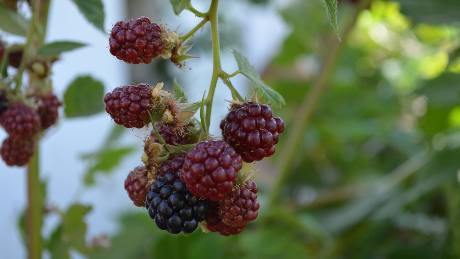 Бойзенова ягода - описание, полезные и вредные свойства, фото, состав и калорийность