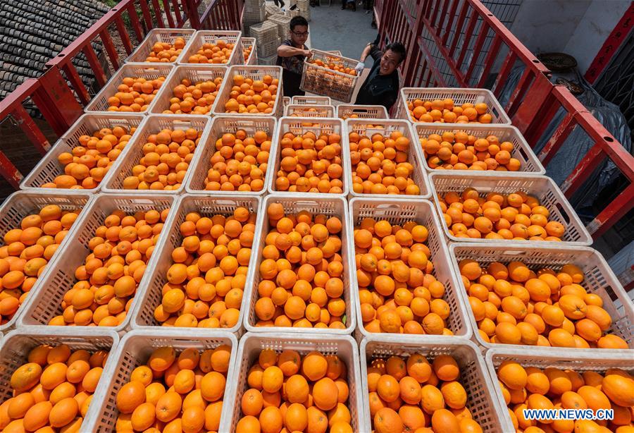 Какой срок годности у апельсинов