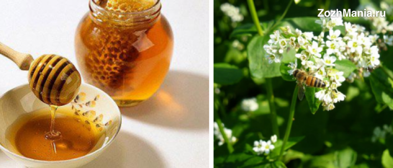 Гречишный мед: производство и применение, характеристики и полезные свойства