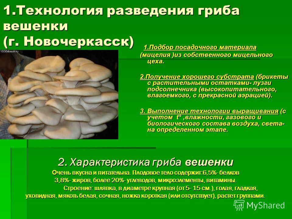 Вешенки – калорийность и состав грибов, польза и вред