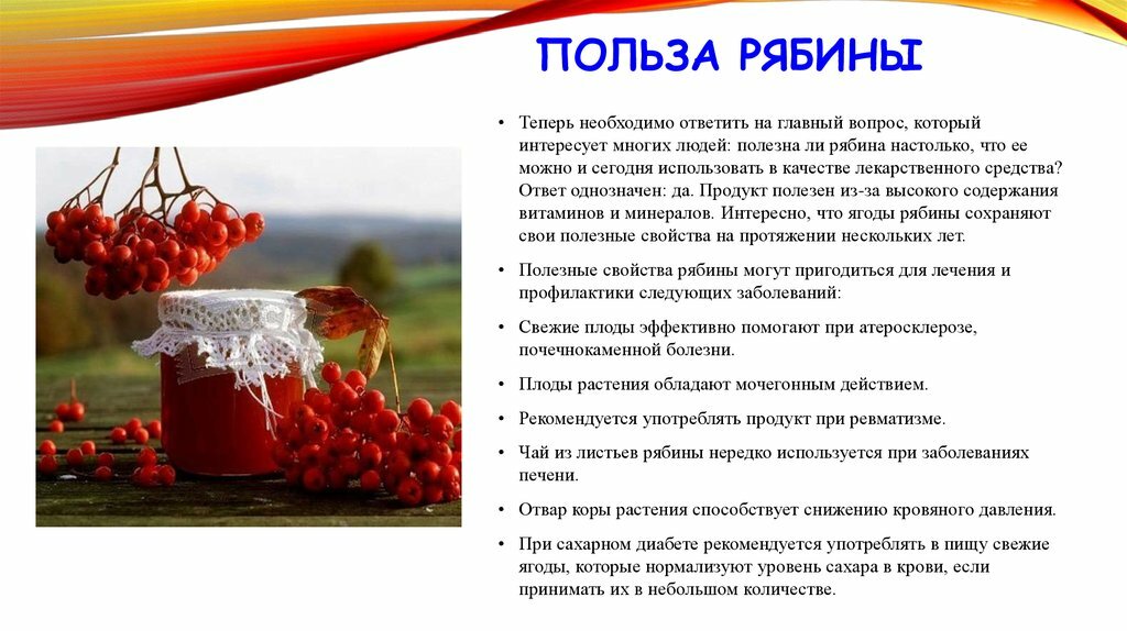 Рябина красная - полезные свойства и противопоказания к употреблению плодов и других частей, рецепты здоровья medistok.ru - жизнь без болезней и лекарств