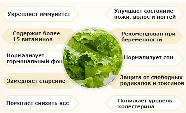 Листовой салат: польза для женщин и мужчин, возможный вред. в чем состоит польза салата и как избежать вреда?