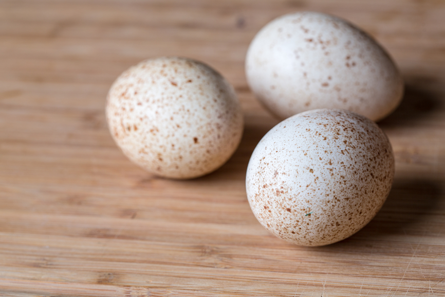 Яйца индюшки: польза и вред, едят ли индюшиные яички?