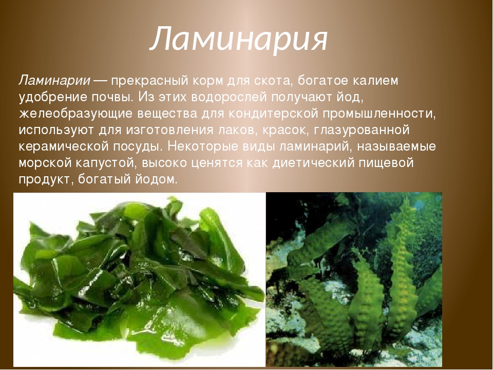 Лечебные свойства, польза и вред морской капусты (водоросли ламинария)