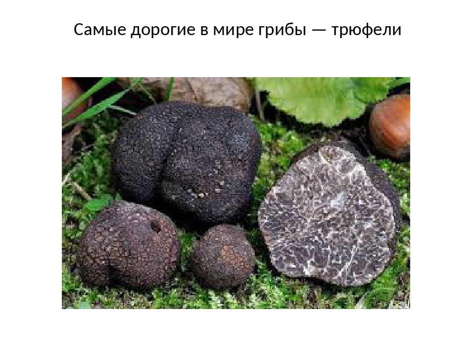«дорогой деликатес» — трюфель: чем полезен гриб и какова его пищевая ценность?