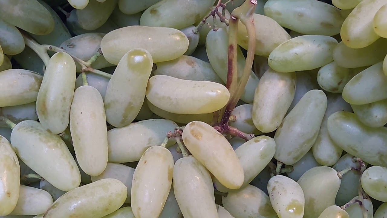 Сорт винограда дамские пальчики — чем полезен, когда созревает хусайне белый