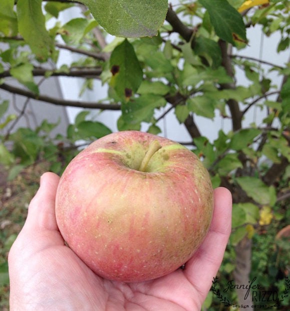 Яблоки фуджи описание и характеристики сорта, польза и вред