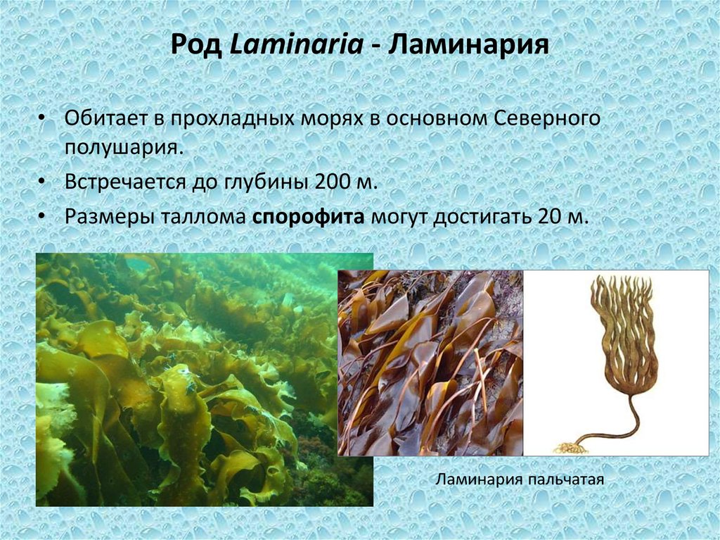 🚩 водоросли ламинария или морская капуста: подробно о пользе