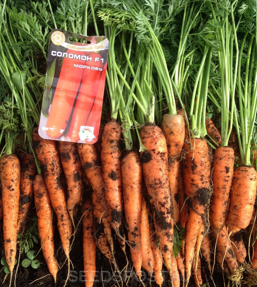 Как вырастить крупную и сладкую морковь? приёмы, агротехника, советы и секреты. фото — ботаничка.ru