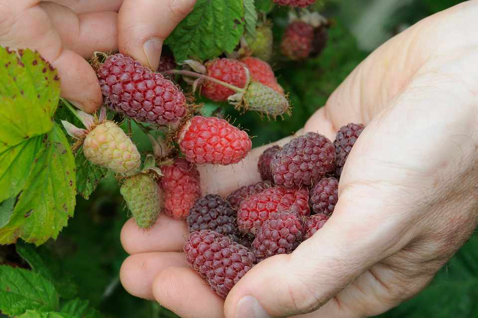 Ирга: польза и вред ягоды, витамины и микроэлементы