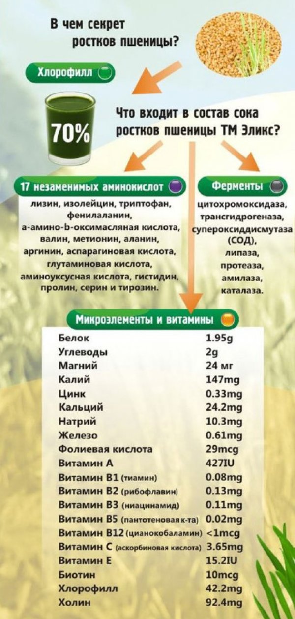 Пророщенная пшеница: польза и вред для организма человека, особенности проращивания, рецепты блюд из ростков