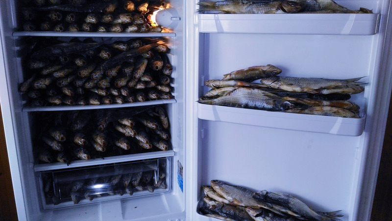 Как хранить рыбу правильно - замороженную, охлажденную и свежую