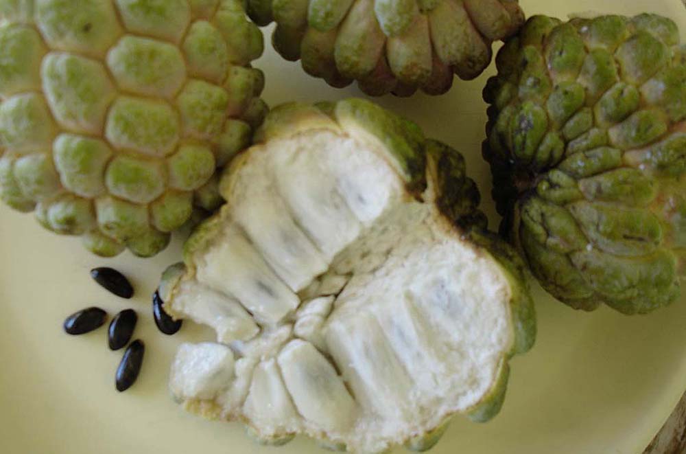 Черимойя — какими полезными свойствами обладает этот фрукт?
