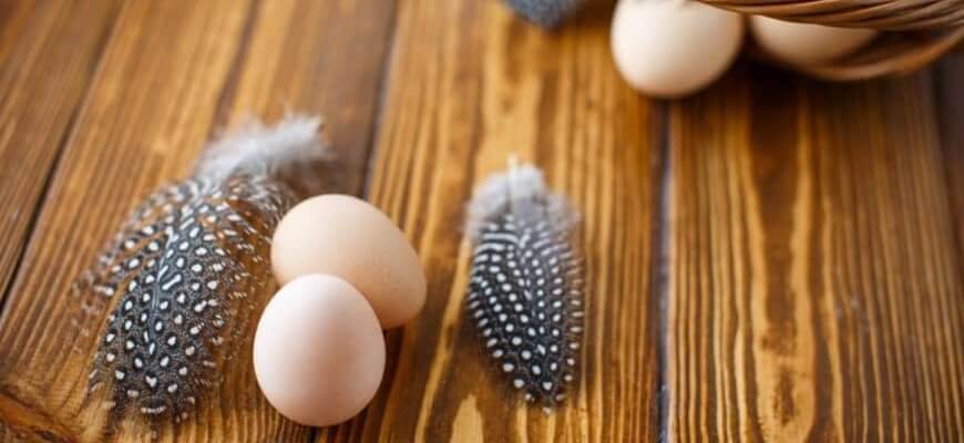 Яйца цесарки - польза и вред для здоровья