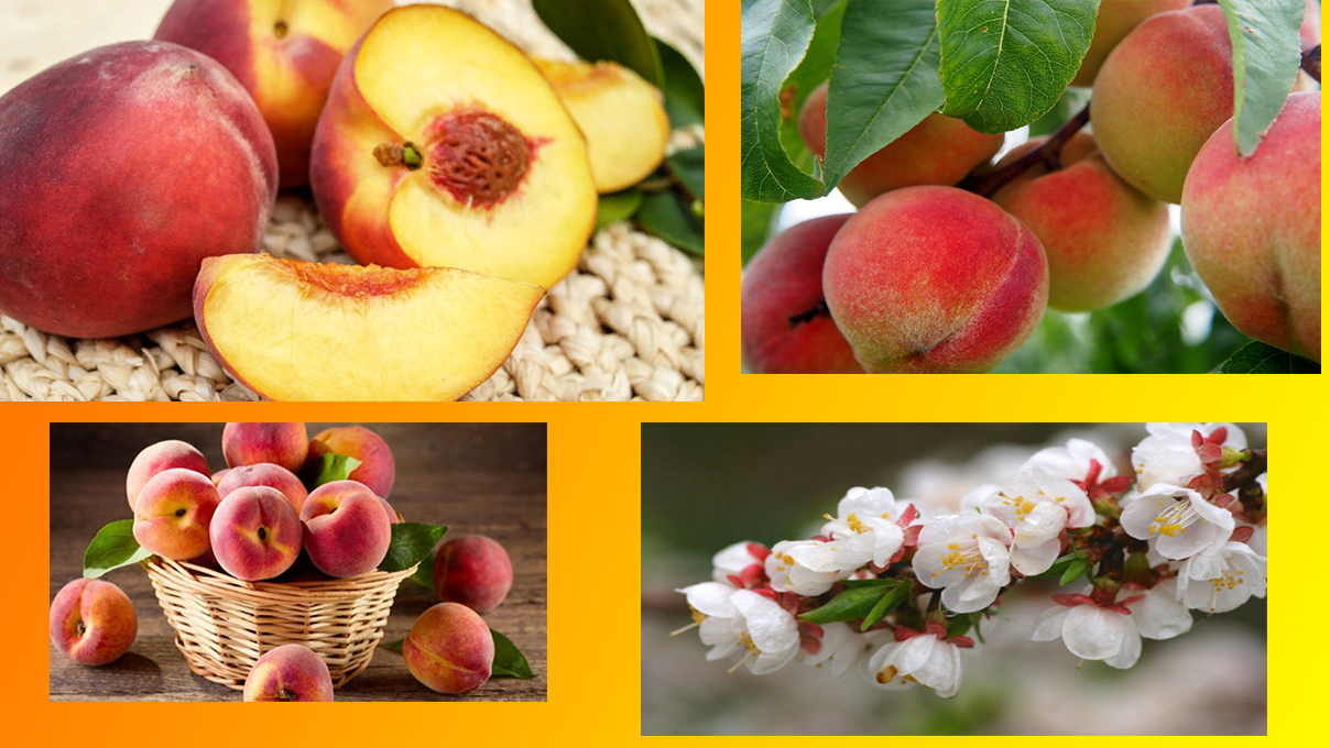 Персики калорийность на 100 грамм, в 1 шт., вред, польза – хорошие привычки