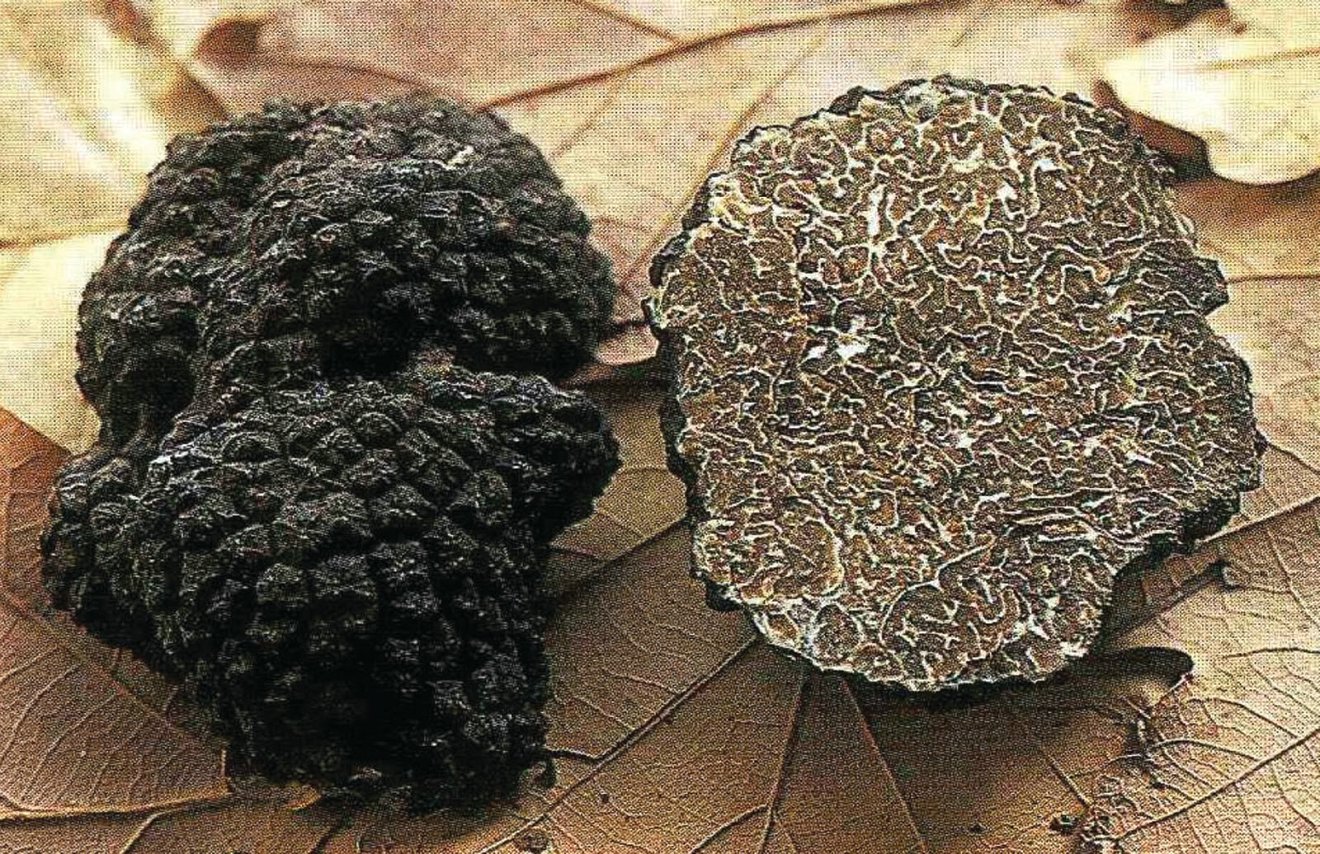 Чем полезен гриб трюфель: польза и вред, полезные свойства и калорийность