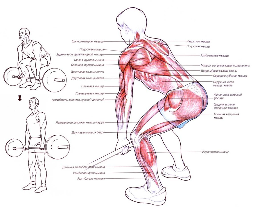 Становая тяга: какие мышцы работают?