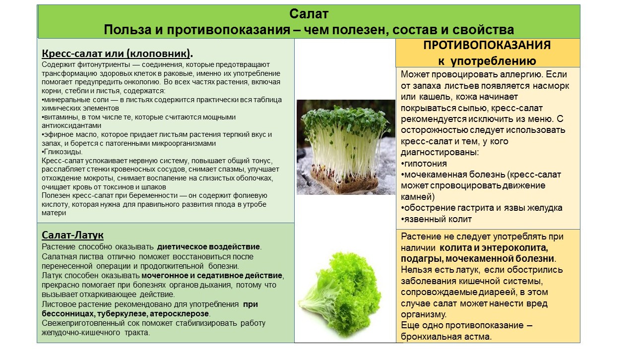 Польза и вред зеленого салата - портал обучения и саморазвития