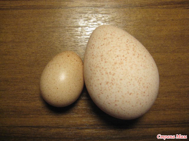 Индюшиные яйца: польза и вред, калорийность, можно ли есть