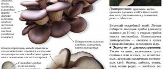 Вешенки: польза и вред самых распространенных грибов. калорийность вешенок и их полезные свойства для организма