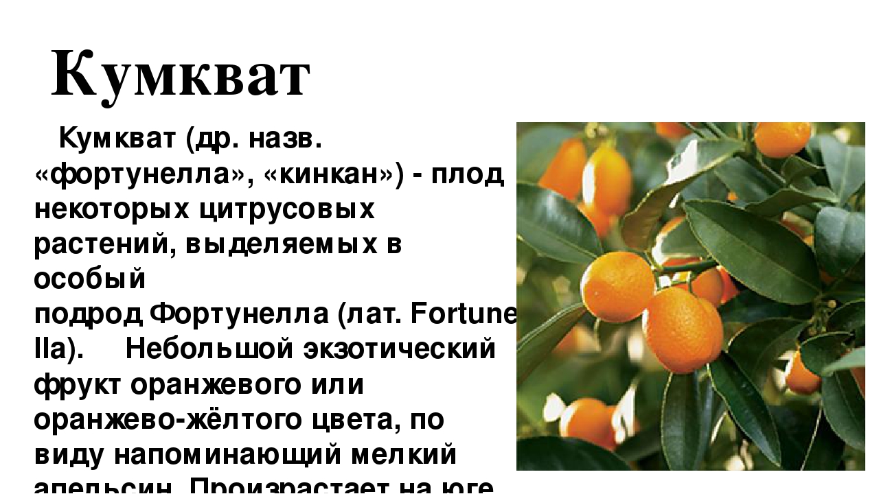 Кумкват: что это за фрукт, какую пользу несет и как помогает похудеть? - женский сайт womenitems.ru