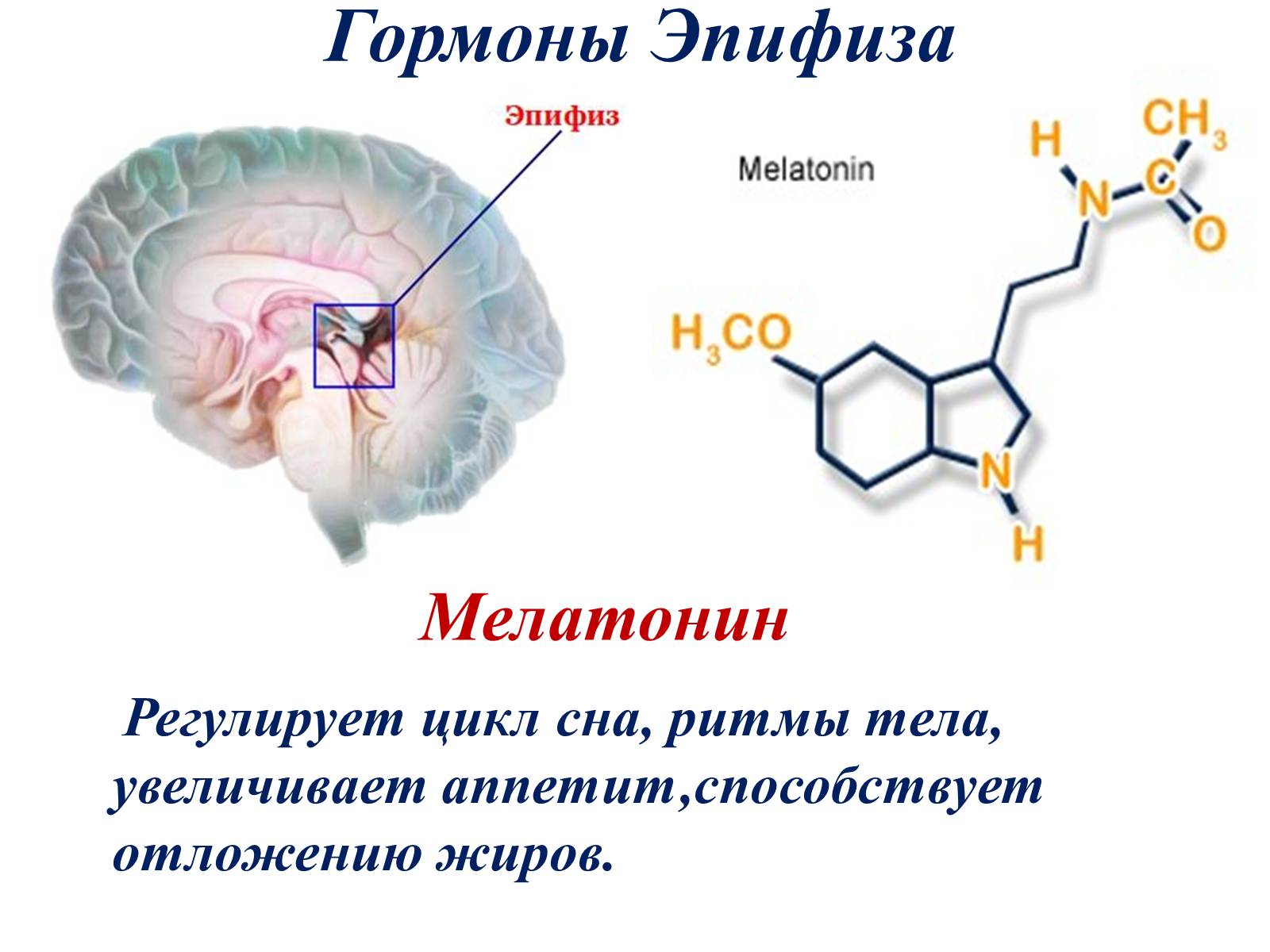 Гормон мелатонин презентация