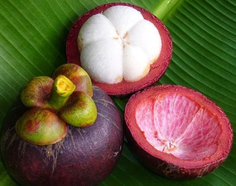 Всё про фрукт мангостин: что это такое и как есть, польза и вред