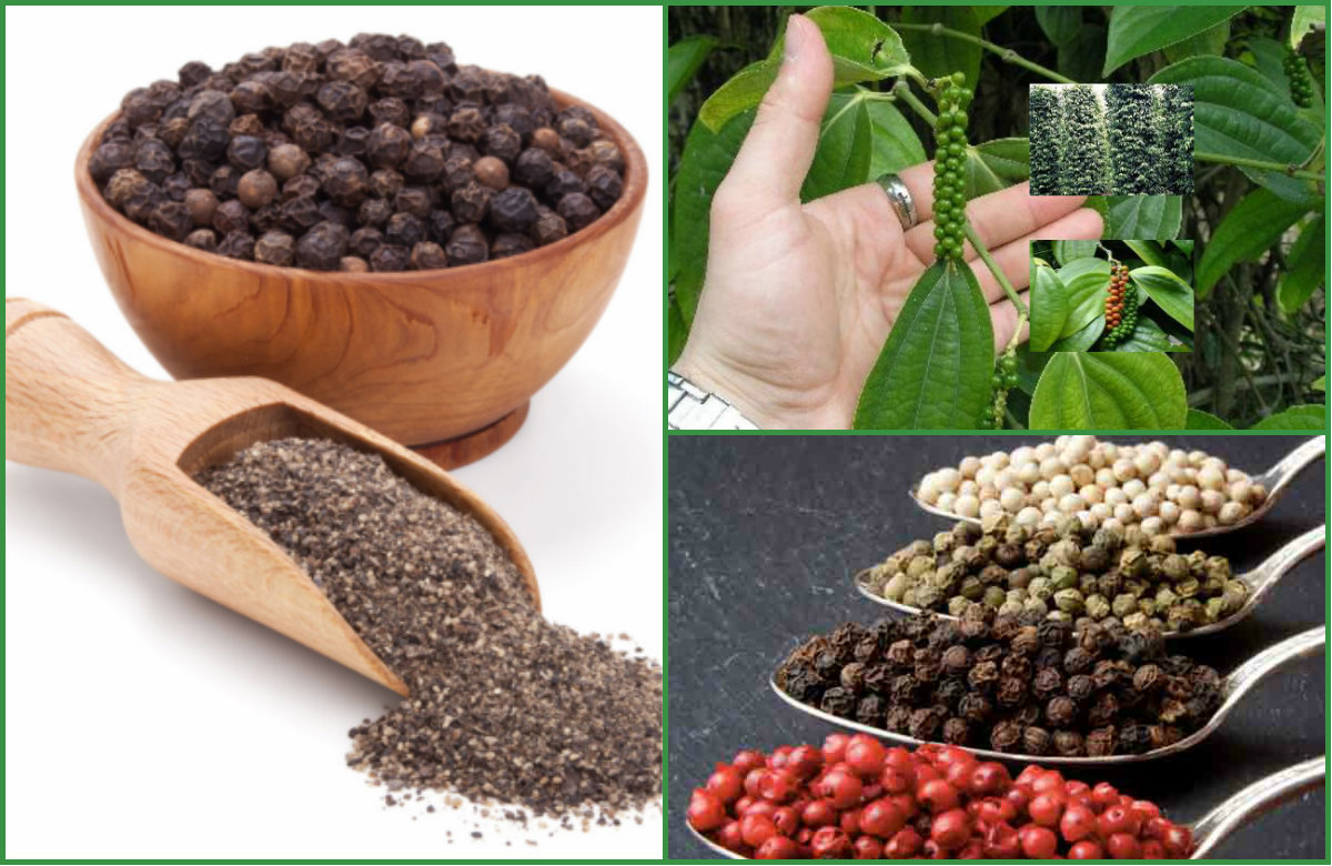 Чёрный перец: польза и вред для организма мужчин и женщин, калорийность и норма потребления