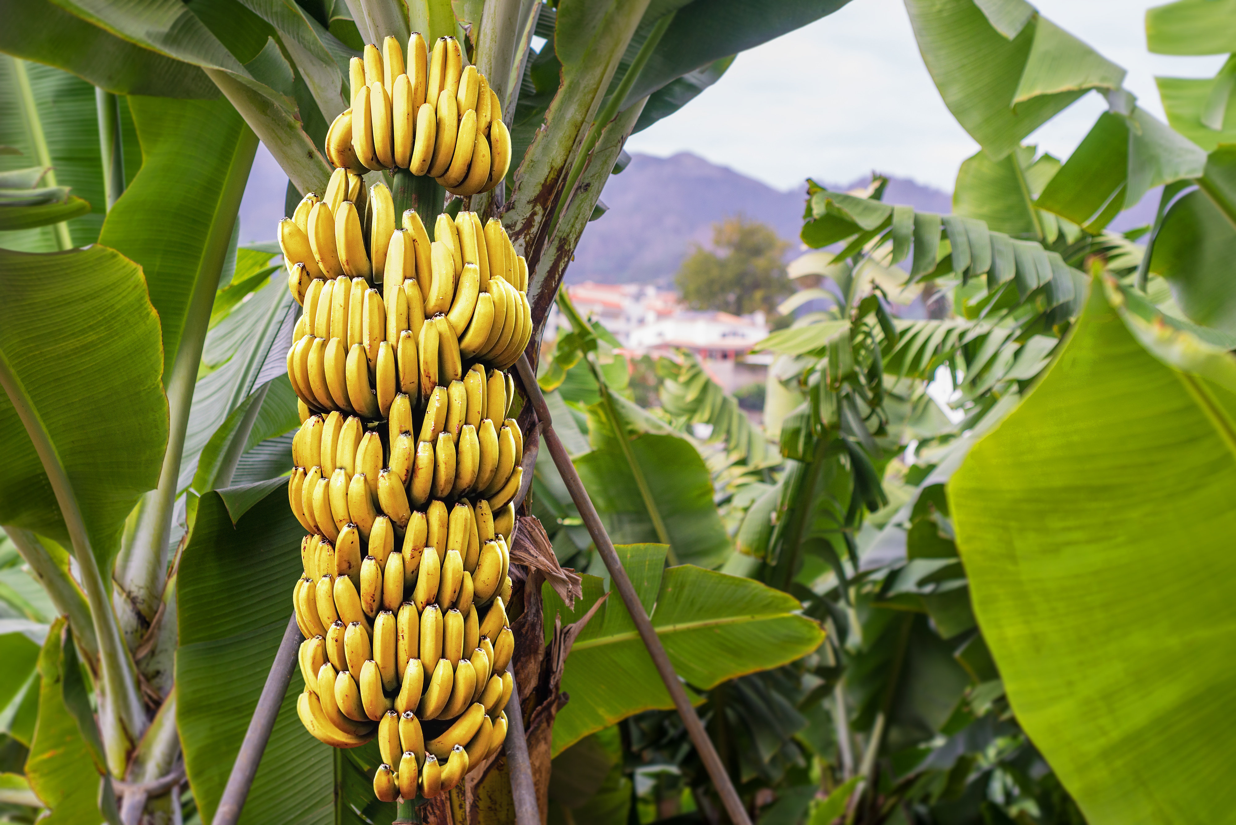Бананы попадают на прилавки магазинов в зеленом виде, где со временем плоды начинают дозревать Поэтому при выборе бананов важно определить их свежесть