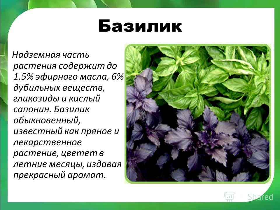 Фиолетовый базилик: польза и вред для здоровья