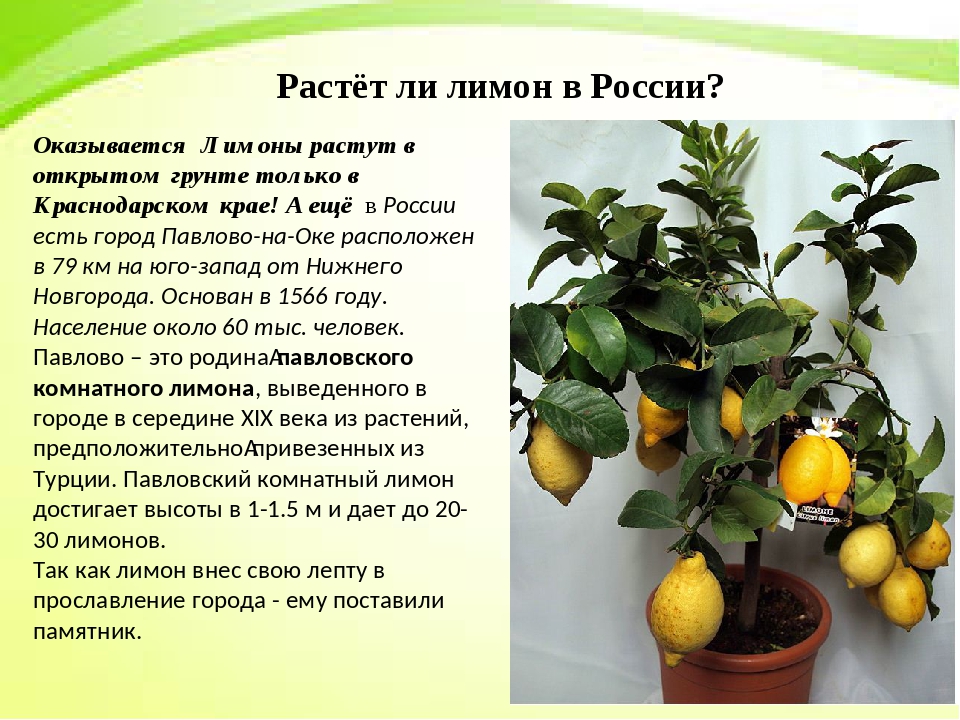 Сок лимона: калорийность, норма в день, польза, применение и вред