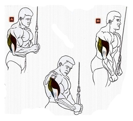 Разгибание рук на блоке стоя – sportfito — сайт о спорте и здоровом образе жизни