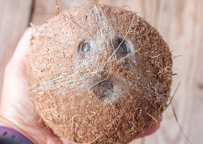 Как правильно открыть кокос в домашних условиях, чтобы легко и быстро извлечь содержимое: способы, инструкции, советы с фото и видео примерами