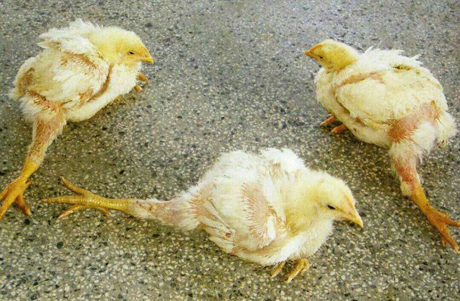 Цыпленок-бройлер филе бедра первая свежесть охлажденное - калорийность, полезные свойства, польза и вред, описание. | n-nu.ru
