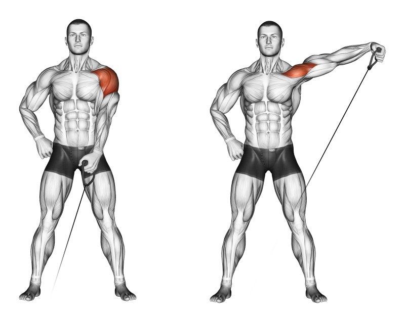 Дельтовидные мышцы состоят из переднего, среднего и заднего пучков Они участвуют во всех жимовых движениях Подъем руки вперед, жим от себя и вверх – вот их основная функция