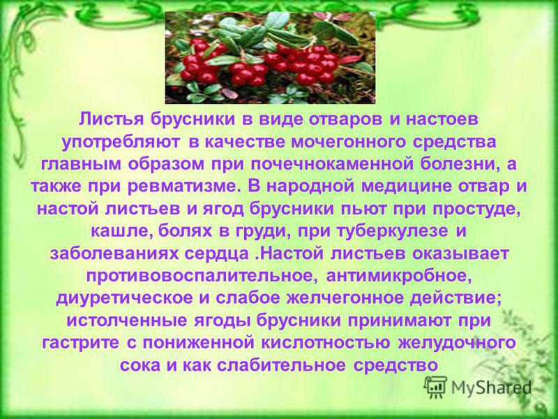 Брусника - полезные свойства ягоды и противопоказания