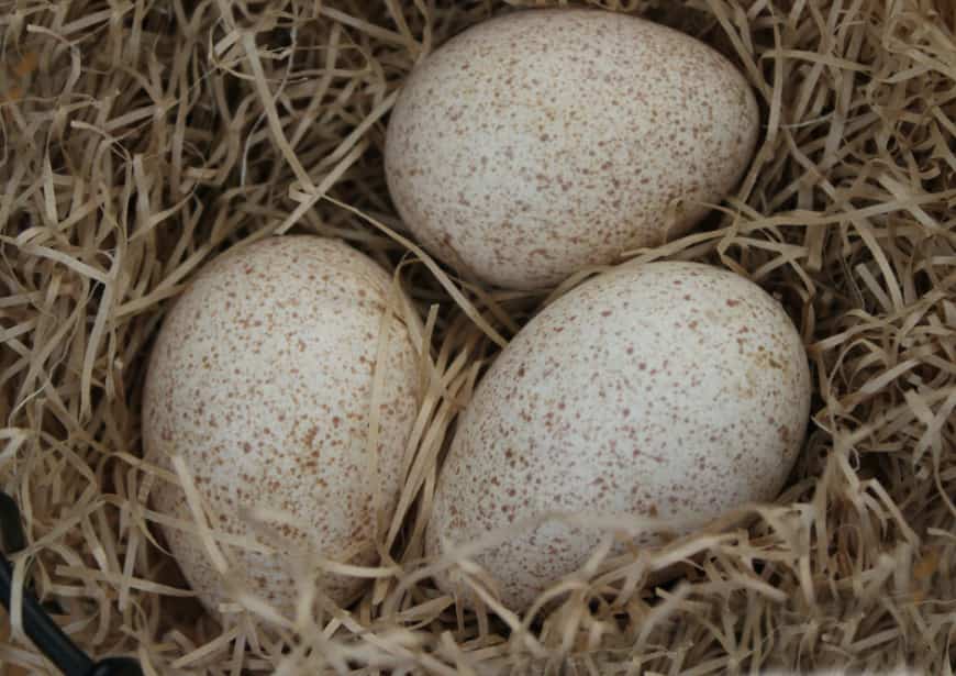 Яйца цесарки: польза и вред, фото, как выглядят