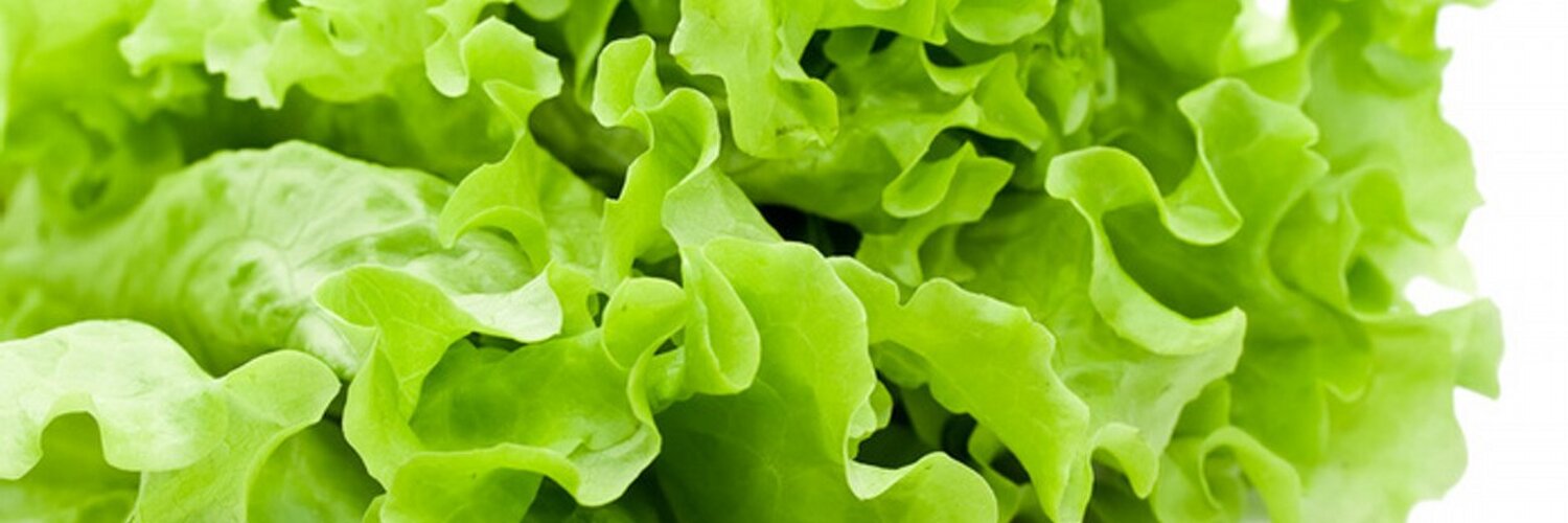 Польза салата айсберг: свойства овоща, состав, употребление и вред для организма (110 фото + видео)